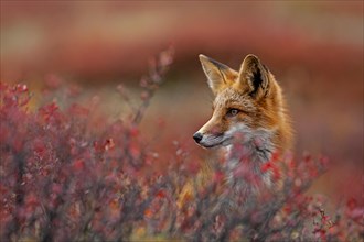 Red fox (Vulpes vulpes) in autumn tundra, portrait, Dempster Highway, Yukon Territory, Canada,