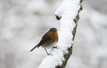 European robin (Erithacus rubecula), snow, Lower Austria