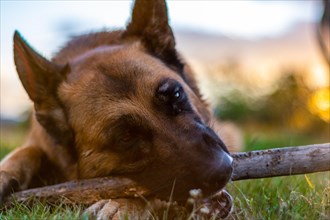 Close up of a German Shepherd playing with a stick lying on the grass at sunset