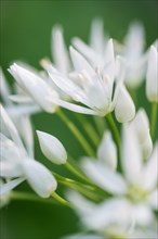 Ramson (Allium ursinum), white flowers against a green background, early bloomer in April, spring,