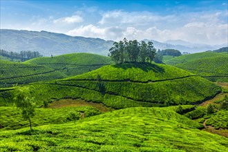Green rolling hills with tea plantations. Munnar, Kerala, India, Asia