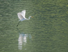 Large white egret flies gracefully over surface of lake looking for fish