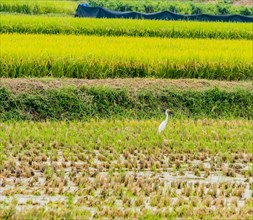 White snowy egret looking for food in a rice paddy on a sunny afternoon in South Korea