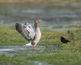Greylag goose (Anser anser), standing on a flooded meadow and flapping its wings, Barnbruchswiesen