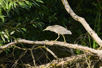 Black-crowned night-heron (Nycticorax nycticorax) hunting on an old tree trunk at the edge of the