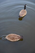 A Canada goose at the waterhole, Lake Kemnader, Ruhr area, North Rhine-Westphalia, Germany, Europe