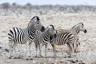 Plains zebras (Equus quagga) in Etosha National Park, animal, wild, wildlife, safari, Okakuejo