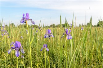 Siberian iris (Iris sibirica) in a wet meadow in the landscape. Bas-Rhin, Alsace, Grand Est,