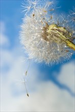 Common dandelion (Taraxacum ruderalia), seed head with seeds on a flying umbrella (pappus) in front