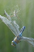 Wasp spider (Argiope bruennichi) with king dragonfly (Anax imperator), Emsland, Lower Saxony,