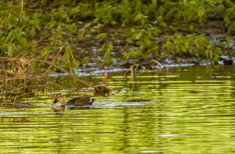 Single spot-billed duck swimming together in shallow river on sunny day
