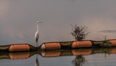 Closeup of white egret standing on orange float in river