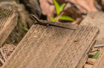 Closeup of a small lizard sunning itself on a wooden board