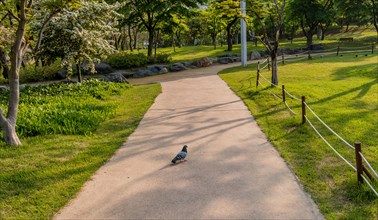 Single rock pigeon walking on sidewalk in local public park in Daejeon, South Korea, Asia