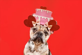 Merle French Bulldog dog with funny Birthday cake with hearts headband on red background