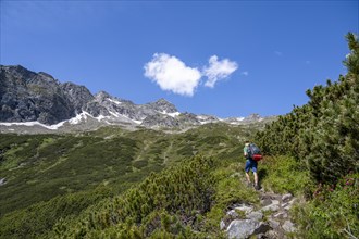 Mountaineer on a hiking trail through mountain pines, Berliner Hoehenweg, behind summit