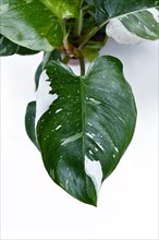 Top view of leaf of tropical 'Philodendron White Princess' houseplant with white variegation with