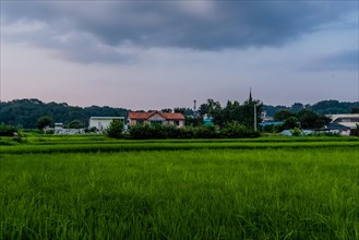 Landscape of house with a red tiled roof behind green bushes at the edge of a rice paddy with green