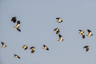 Northern lapwings (Vanellus vanellus), flying, Emsland, Lower Saxony, Germany, Europe