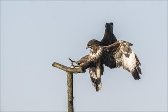 Steppe buzzard (Buteo buteo), approaching, Emsland, Lower Saxony, Germany, Europe