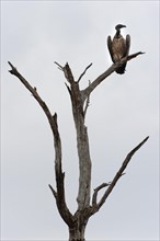 Vulture (Accipitriformes), on a dead tree, bird, threatening, symbol, symbolic, end, death, climate