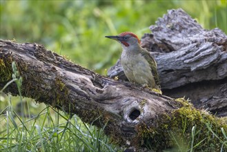 Iberian green woodpecker (Picus viridis sharpei) (Picus sharpei), male, province of Castile-Leon,