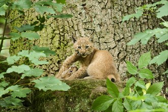 Eurasian lynx (Lynx lynx) youngsters playing in the bushes, Bavaria, Germany, Europe