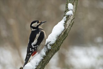 Great spotted woodpecker (Picoides major), snow, Lower Austria