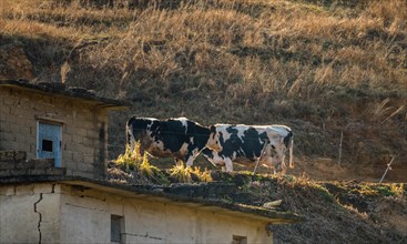 Two black and white cows standing beside old abandoned building on mountainside in evening sun