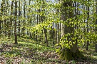 European beech forest, common beeches (Fagus sylvatica) in spring, Hainich National Park,