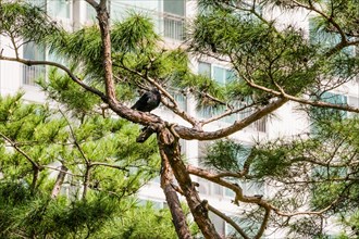 One black pigeon perched on a branch of evergreen tree in front of white apartment building