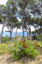 Red and purple flowering plants with pine trees behind them at the Tenuta delle Ripalte winery,