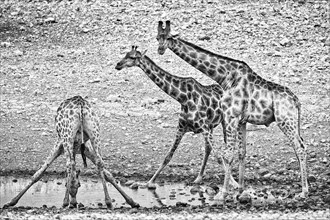 Angolan giraffe (Giraffa angolensis), drinking, drinking, animal, ungulate, black and white,