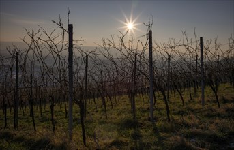 Organic viticulture, vineyard in the evening light, Korb im Remstal, Baden-Wuerttemberg, Germany,