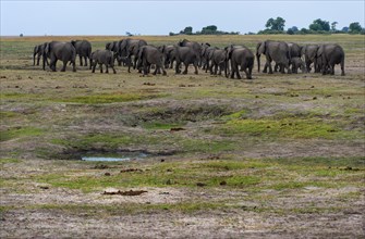Elephant herd (Loxodonta africana), family, hiking, hike, group, landscape, safari, travel,