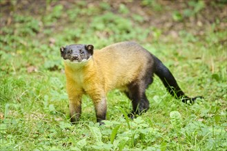 Yellow-throated marten (Martes flavigula) standing on a meadow, Germany, Europe