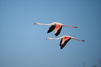 Greater Flamingos (Phoenicopterus roseus) flying in the sky, Parc Naturel Regional de Camargue,
