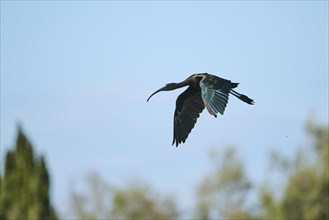 Glossy ibis (Plegadis falcinellus) flying in the sky, Parc Naturel Regional de Camargue, France,
