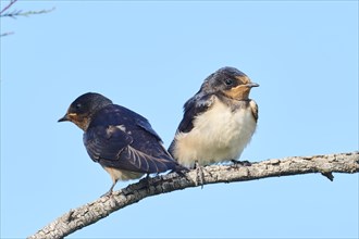 Barn swallow (Hirundo rustica) youngsters sitting on a branch, Camargue, France, Europe