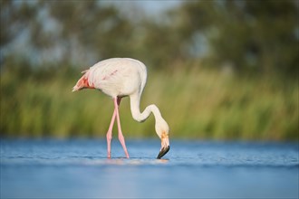 Greater Flamingo (Phoenicopterus roseus) walking in the water, Parc Naturel Regional de Camargue,