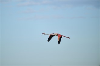 Greater Flamingo (Phoenicopterus roseus) flying in the sky, Parc Naturel Regional de Camargue,