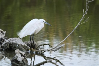 Little egret (Egretta garzetta) standing on a tree trunk at the edge of the water, hunting, Parc
