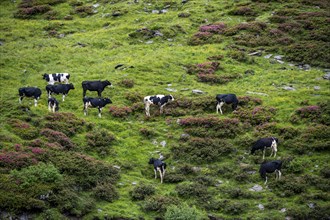 Cows grazing on the alpine meadow between blooming alpine roses, Schlegeisgrund valley, Berliner