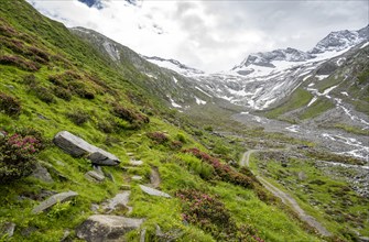 Hiking trail between blooming alpine roses, view of the Schlegeisgrund valley, glaciated mountain