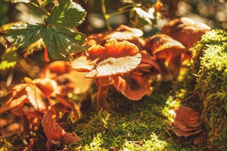 Group of mushrooms in autumn light, surrounded by leaves and moss on the forest floor, Wuppertal