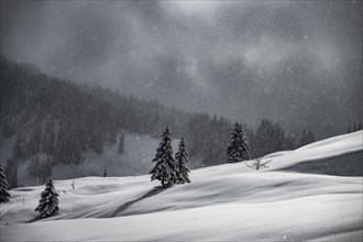 Winter forest with snowfall and sun Balderschwang, Oberallgaeu, Bavaria, Germany, Europe