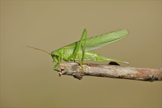 Great green bush cricket (Tettigonia viridissima) sitting on a branch, Wilnsdorf, North