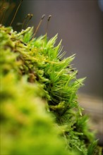 Macro photograph of green moss exuding moisture, Unterhaugstett, Black Forest, Germany, Europe