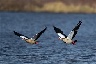 A pair of Nile geese flying over a lake, Lake Kemnader, Ruhr area, North Rhine-Westphalia, Germany,