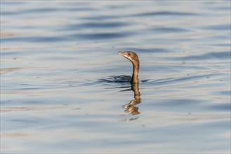 Pygmy Cormorant (Microcarbo pygmaeus) swimming in the water in search of food. Bas-Rhin, Alsace,